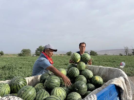 武威免费吃瓜,畅享清凉夏日好时光 第3张 武威免费吃瓜,畅享清凉夏日好时光 第3张