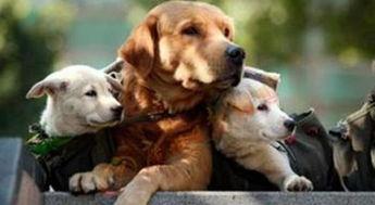 爆料救助狗狗视频播放在线观看,温情满满引网友泪目 第1张 爆料救助狗狗视频播放在线观看,温情满满引网友泪目 第1张